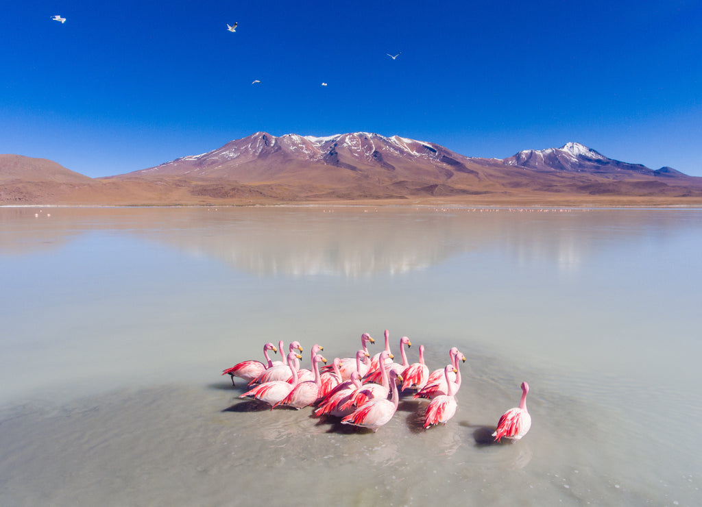 Large Group of Flamingos in Spectacular Lake are Feeding and Relaxing in Eduardo Abaroa National Park, Uyuni, Potosi / Bolivia