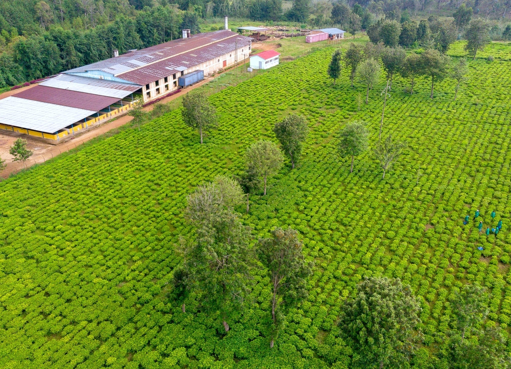 Drone shot of Tea Farm in the hill of Burundi. African tea farm, East Africa