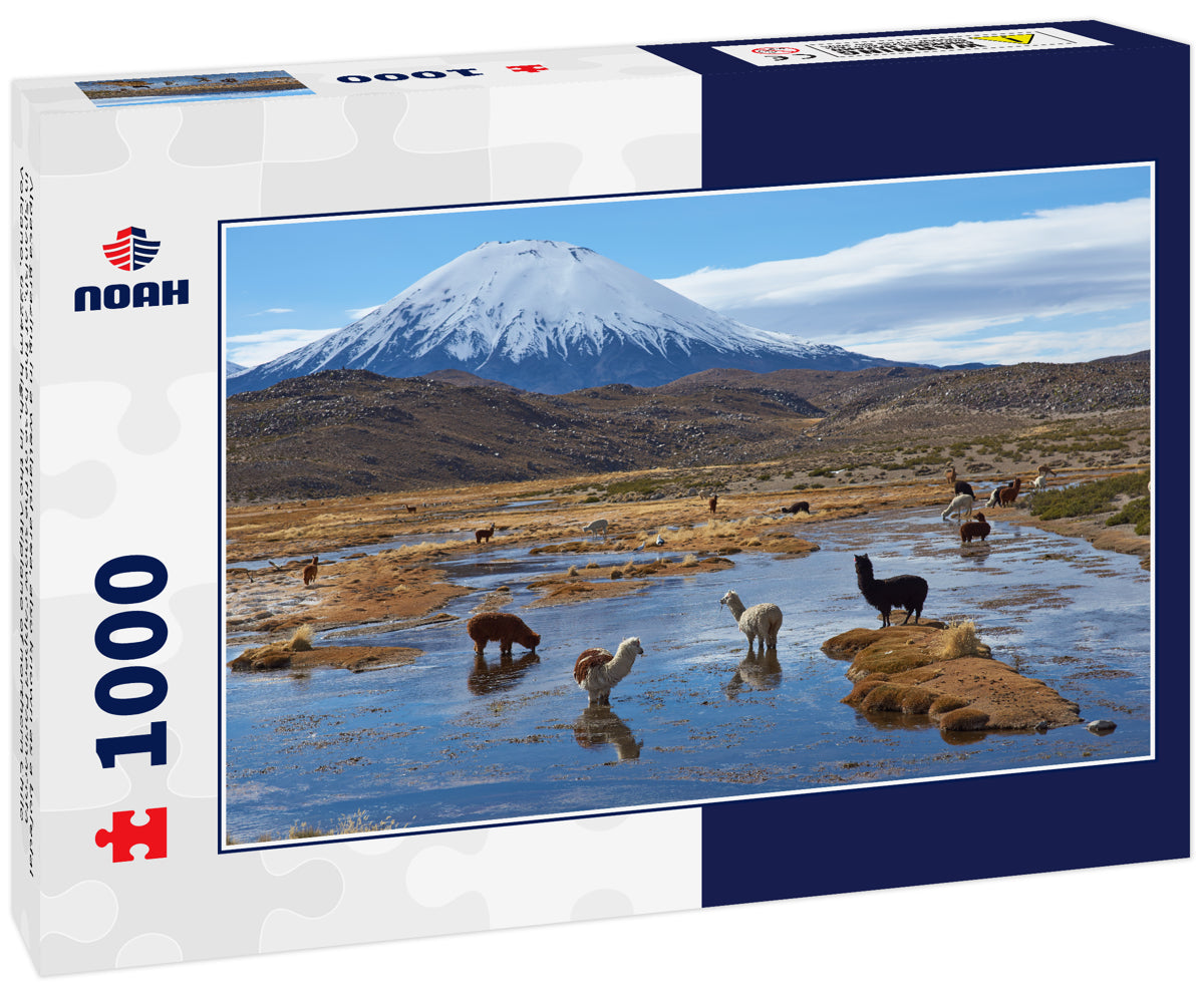 Alpaca grazing in a wetland area, also known as a bofedal in Spanish, at the base of the snow capped Parinacota Volcano, 6324m high, in the Altiplano of northern Chile