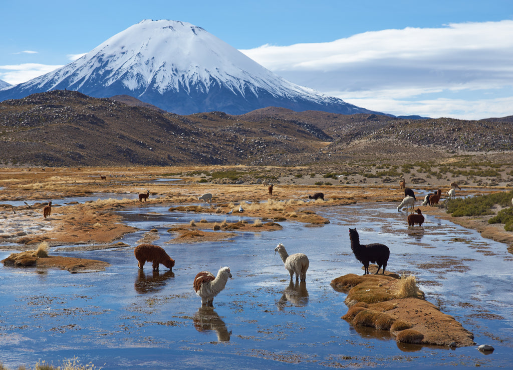 Alpaca grazing in a wetland area, also known as a bofedal in Spanish, at the base of the snow capped Parinacota Volcano, 6324m high, in the Altiplano of northern Chile