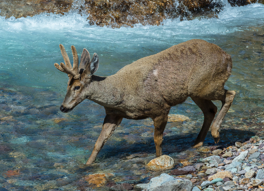 Male South Andean Deer (Hippocamelus bisulcus) crossing a river, Aysen Region, Patagonia, Chile