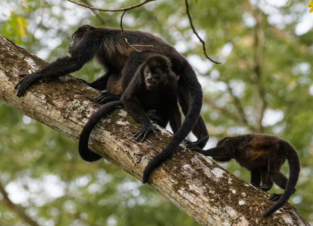 Wild mantled howler monkey in the rainforest of Carara National Park in Costa Rica