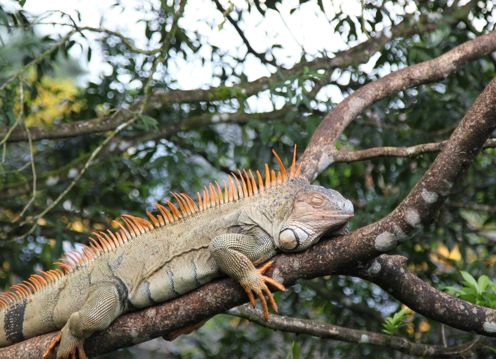 Wild Green Iguana, Costa Rica