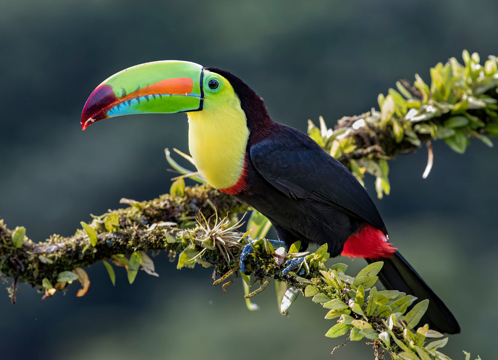Keel-billed toucan (Ramphastos sulfuratus), closeup perched on a mossy branch in the rainforests, Boca Tapada, Laguna de Lagarto Lodge, Costa Rica