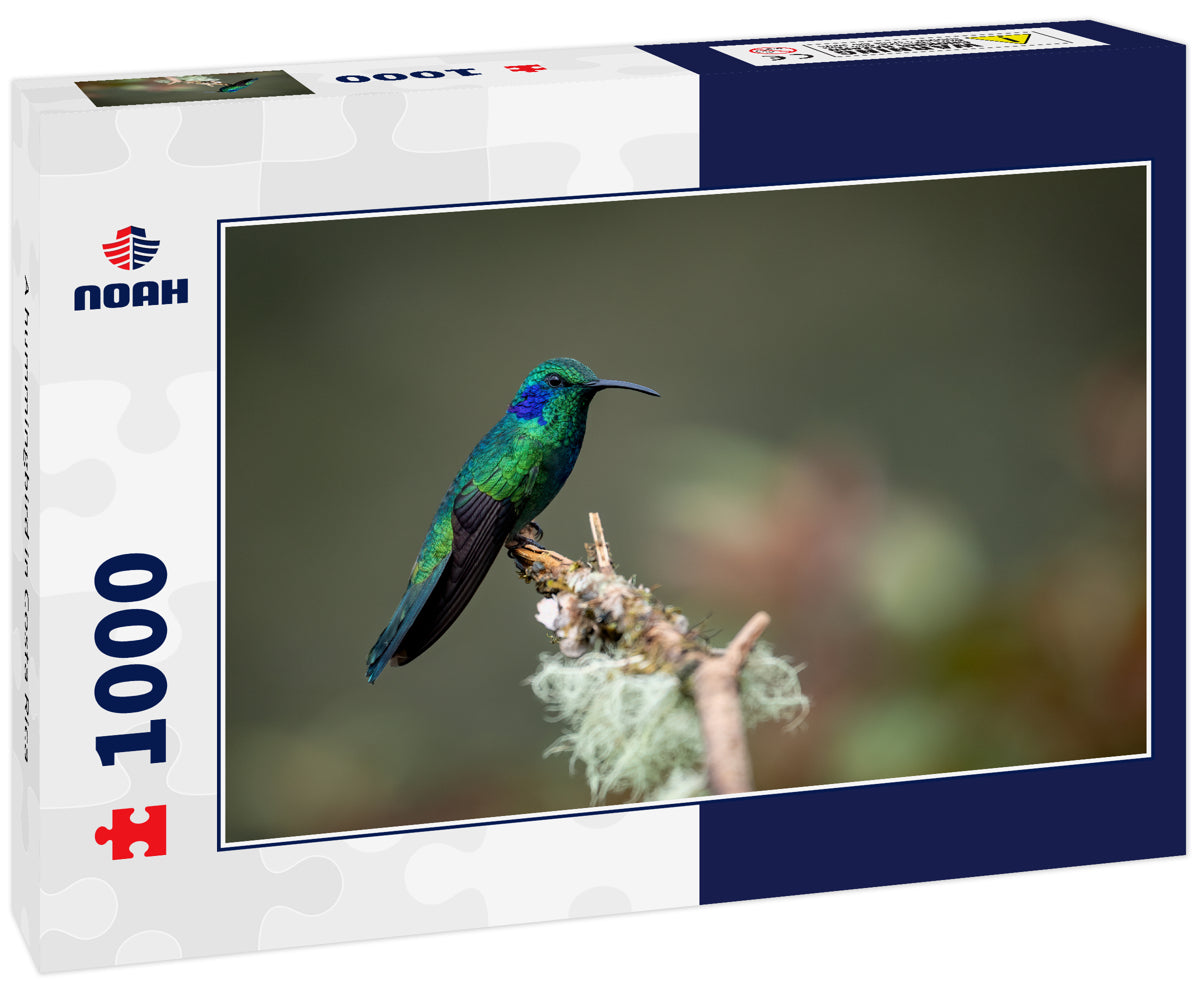 A hummingbird in Costa Rica