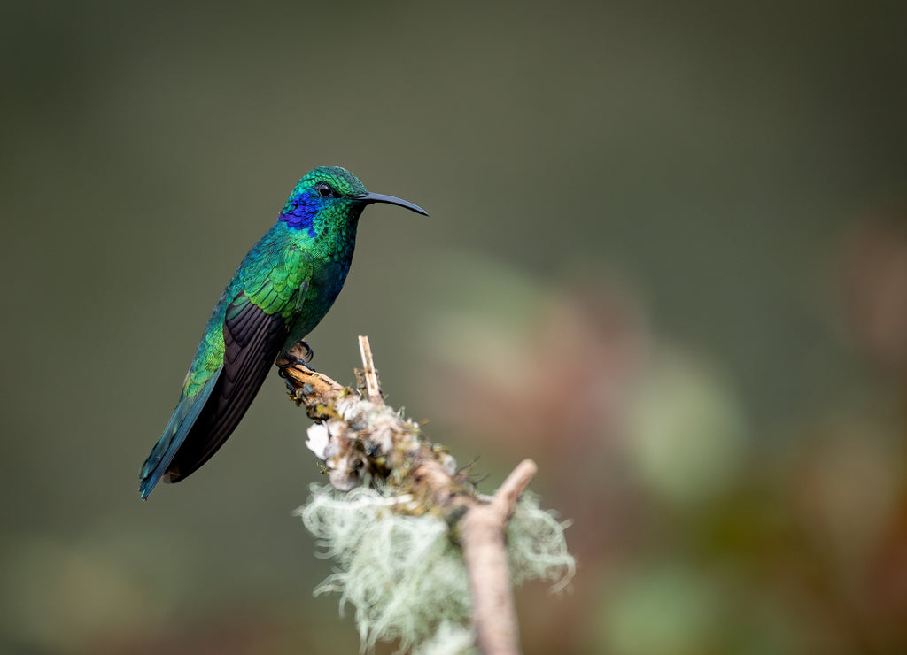 A hummingbird in Costa Rica