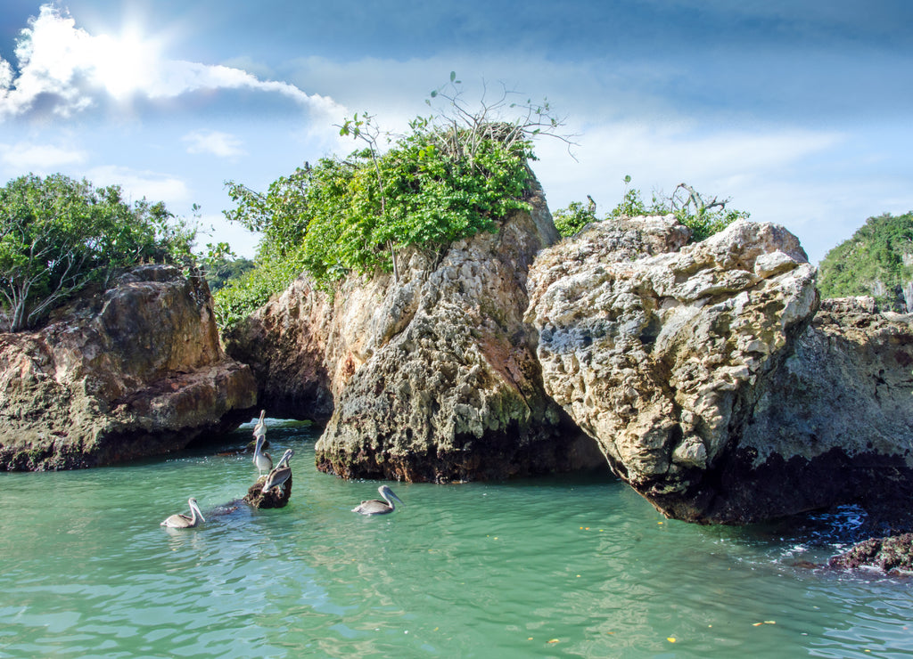 Karibischer Traumurlaub: Pelikane auf Los Haitises / Samara / Dominikanische Republik