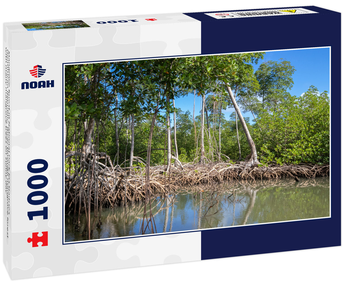 Mangrove forest in National Park los Haitises Dominican Republic, River through mangrove forest with many mangrove trees on sunny day