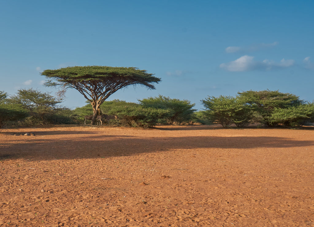 Djibouti bush lands