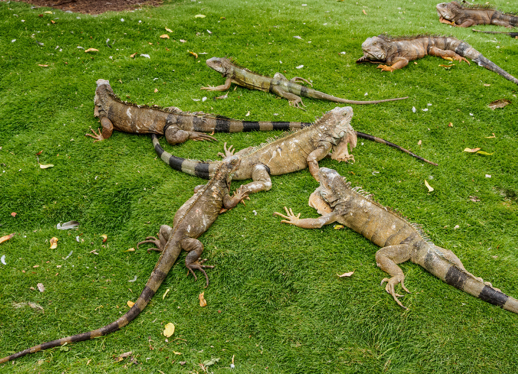 Iguanas in Seminario Park, known as Iguanas Park, Guayaquil, Guayas Province, Ecuador
