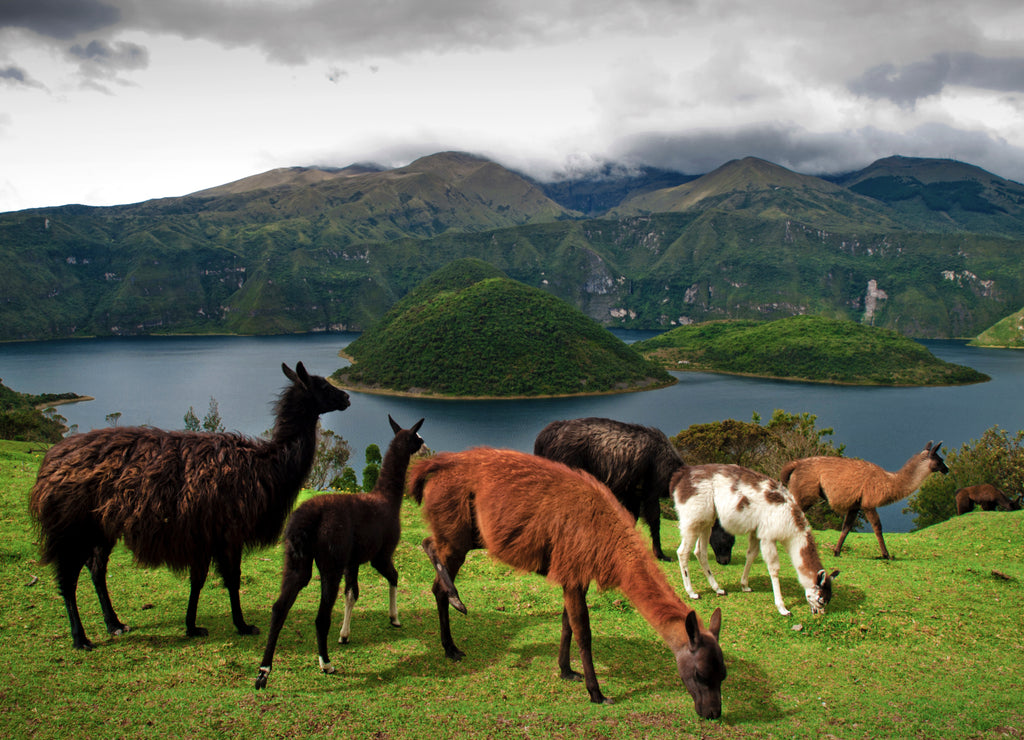 Alpacas pasturing in the farms around Cuicocha Volcanic Lagoon, Cotacachi, Ecuador