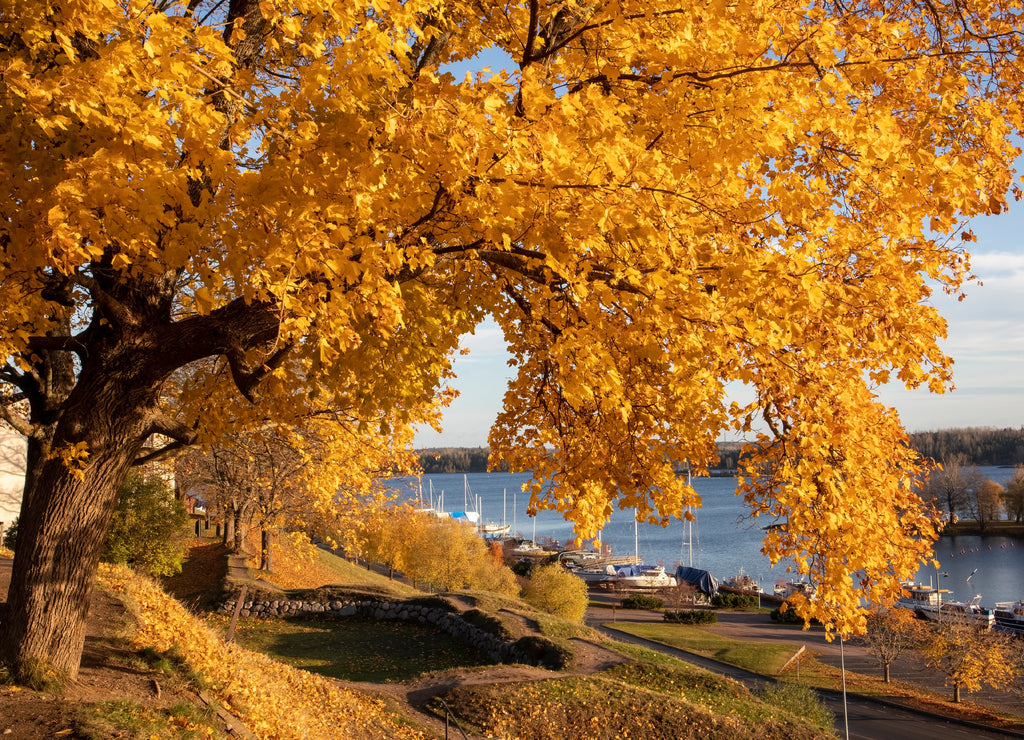 yellow maple tree autumn foliage in city park, Lappeenranta Finland
