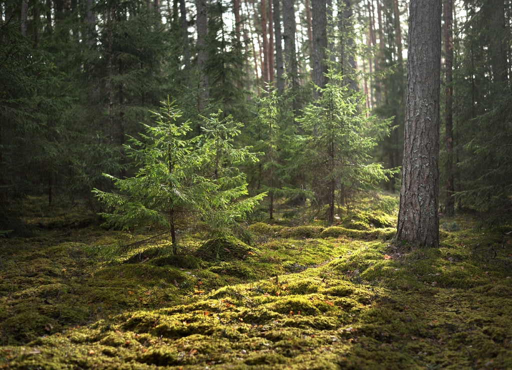 An old mossy spruce close-up. Sun rays through the tree trunks in a coniferous forest. Shadows on the ground. Early spring. Finland