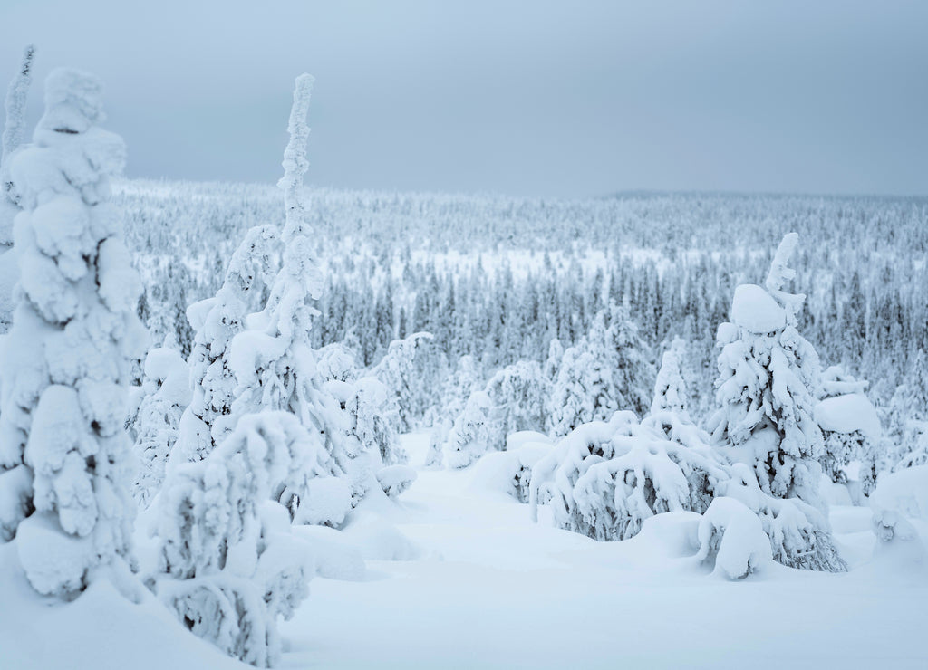 Spruce trees covered by snow in Riisitunturi National Park, Finland
