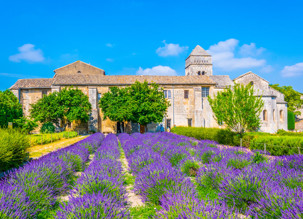 Lavender field in the monastery of Saint Paul de Mausole in France
