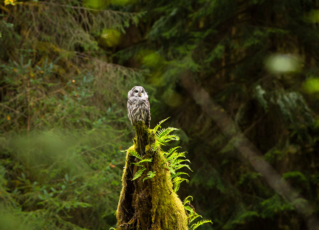 pacific northwest trees and wildlife, Washington