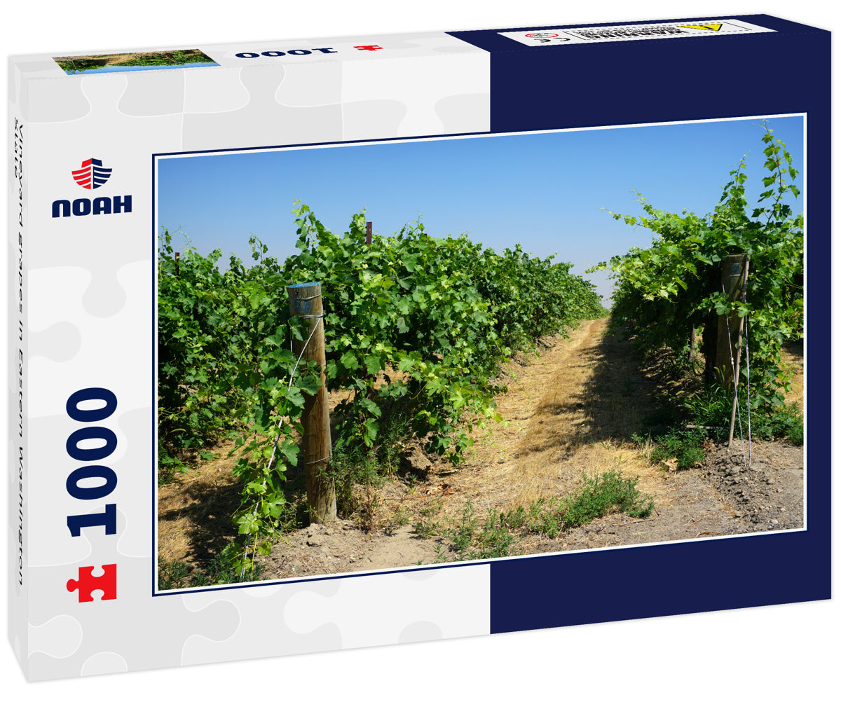 Vineyard grapes in Eastern Washington State