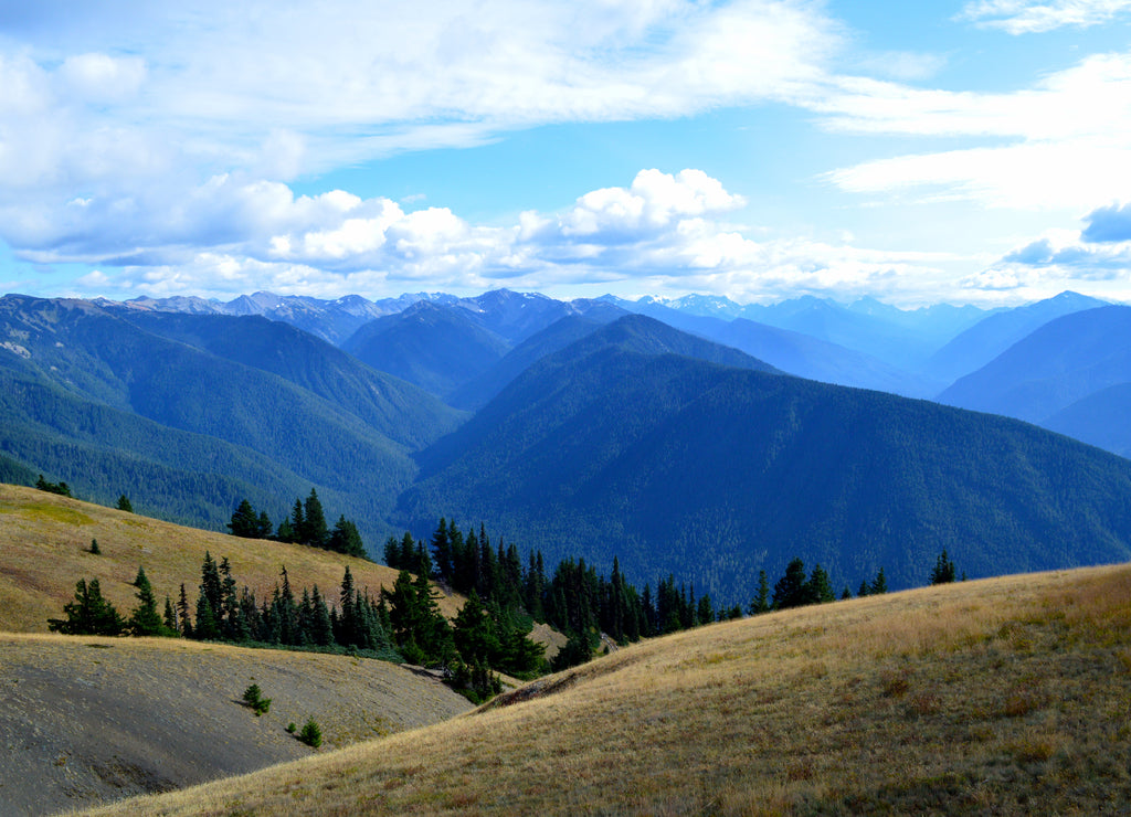 View From Hurricane RIdge, Olympic National Park, Washington, USA