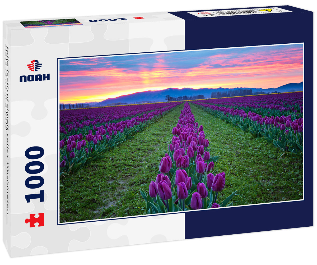tulip festival skagit valley Washington state rows in a field