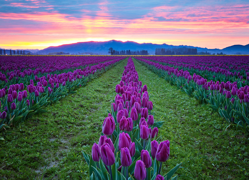 tulip festival skagit valley Washington state rows in a field