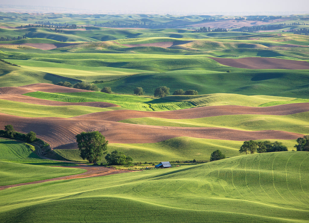 Wheat fields in Palouse Washington state
