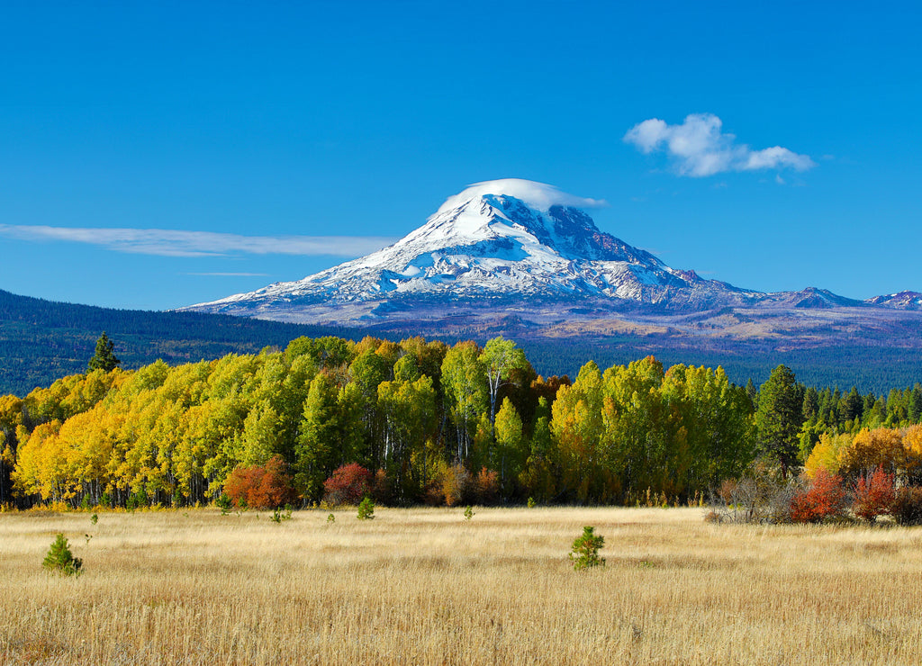 Mt Adams and aspen trees in the fall, Washington