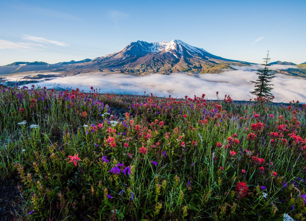 Mount St. Helens in Summer, Washington
