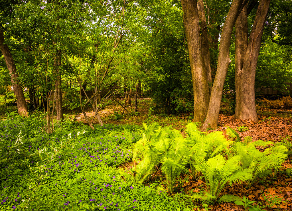 Ferns and trees in the woods at Cylburn Arboretum, in Baltimore, Maryland