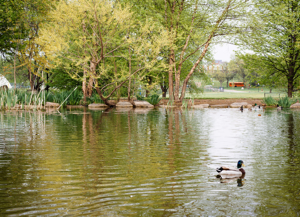 The lake at Patterson Park, in Baltimore, Maryland
