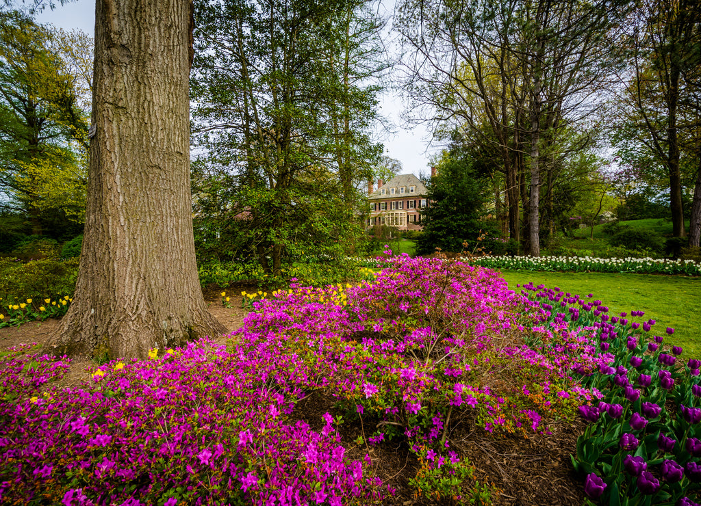 Flowers and trees at Sherwood Gardens Park, in Baltimore, Maryland