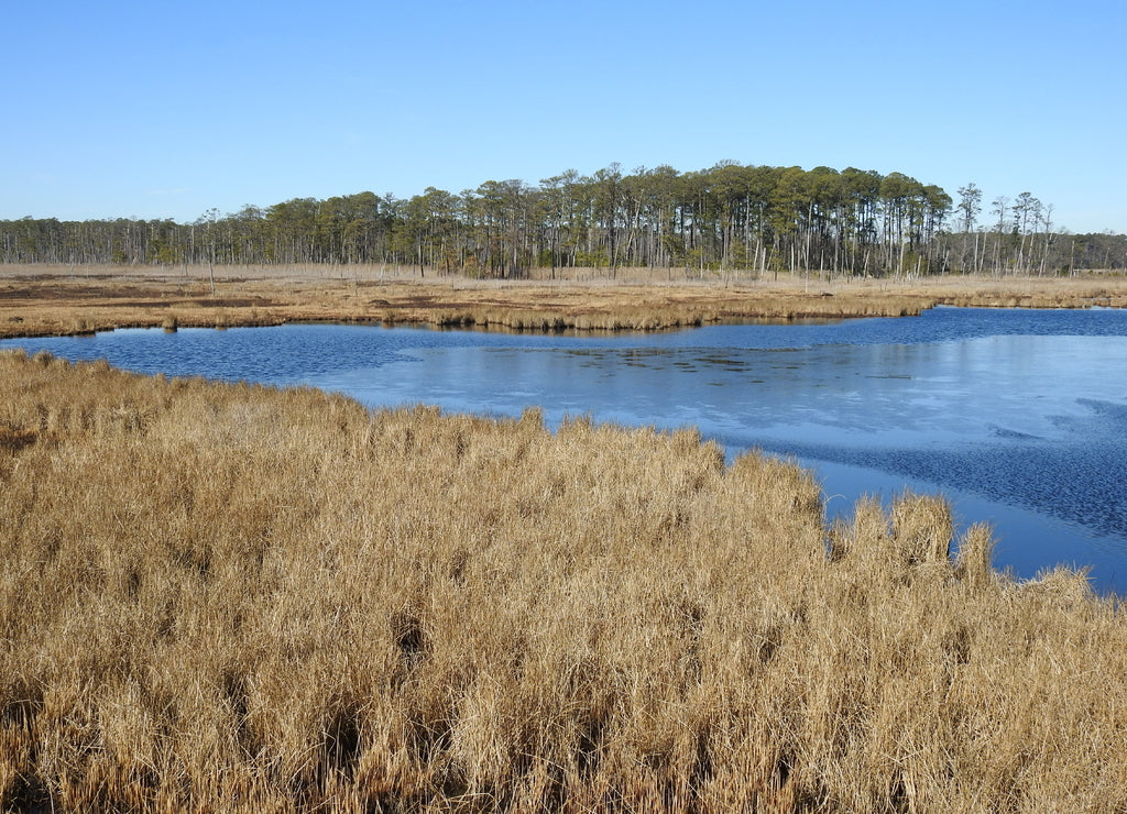 The beautiful scenery of the Blackwater National Wildlife Refuge, in Dorchester County, Maryland