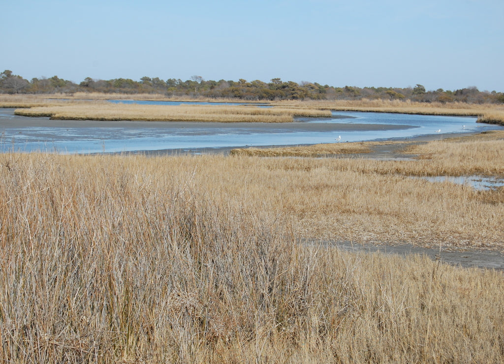 The beautiful scenery of Assateague Island, in Worcester County, Maryland