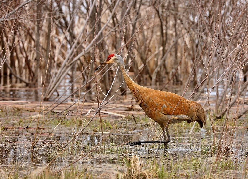 Sandhill crane in wet meadow.Natural scene from Wisconsin