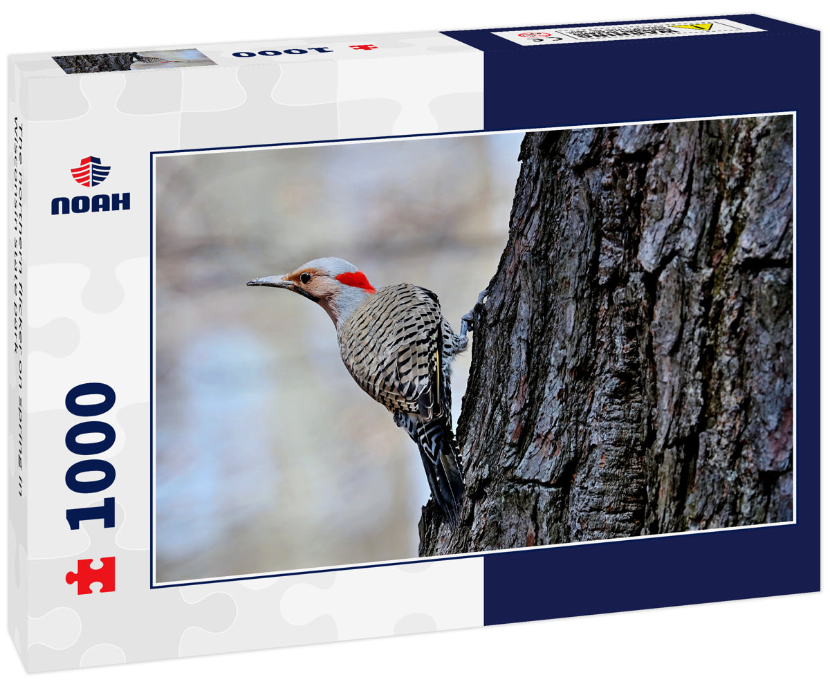The northern flicker on spring in Wisconsin state park
