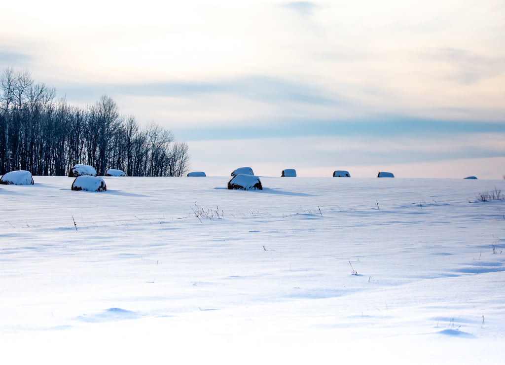 Round hay bales covered with snow in a Wisconsin farm field