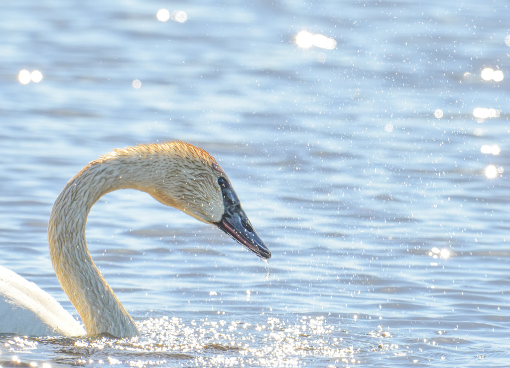 Trumpeter swan shaking head and shaking off water that shimmers in the light - taken during Spring migrations at the Crex Meadows Wildlife Area in Northern Wisconsin