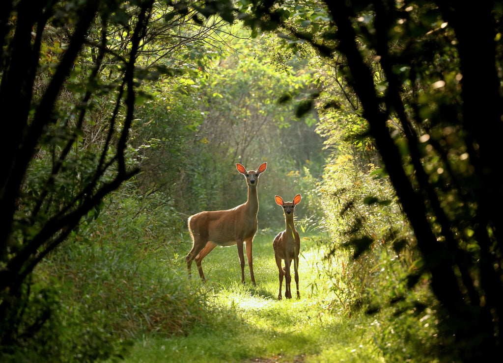 White tailed deer fawn witj hind on natural trail in north Wisconsin