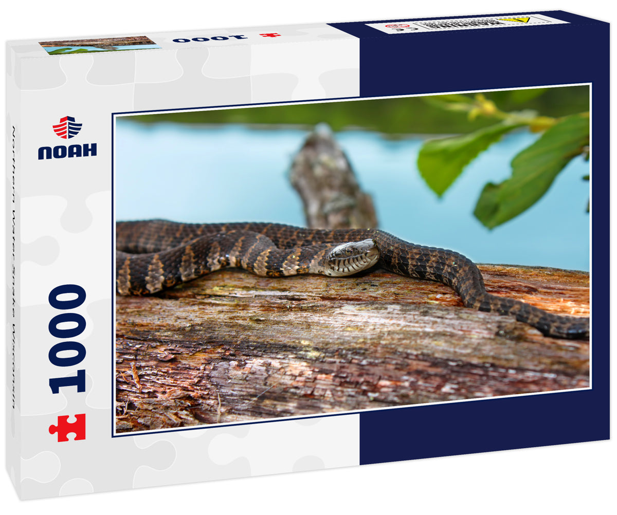 Northern Water Snake Wisconsin