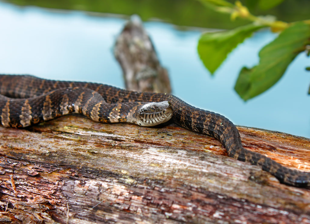 Northern Water Snake Wisconsin