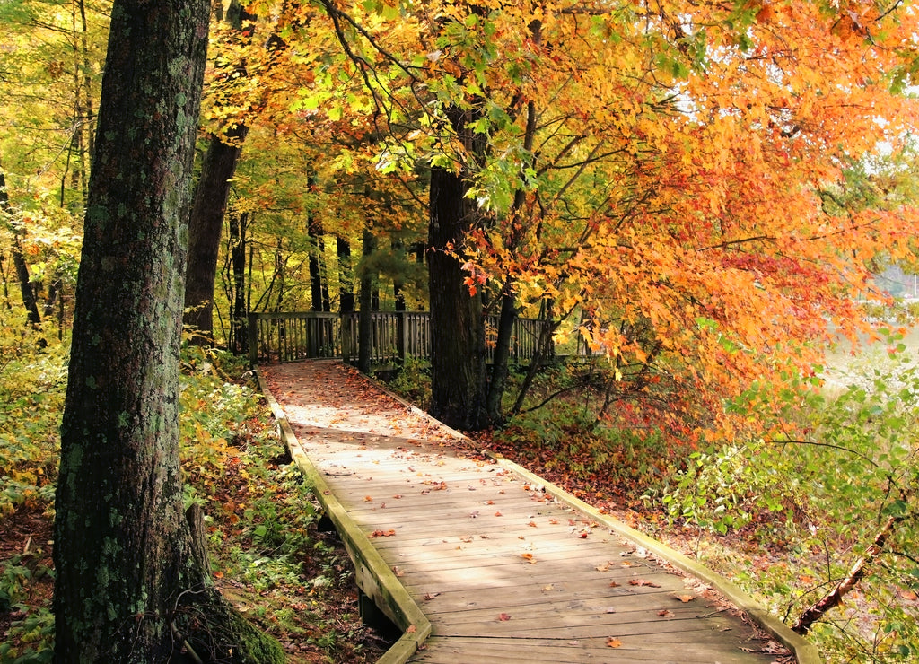 Wisconsin ice age nature background. Scenic landscape with wooden boardwalk and hiking trail through colorful trees along lake. Devil’s Lake State Park, Baraboo area, Wisconsin, Midwest USA