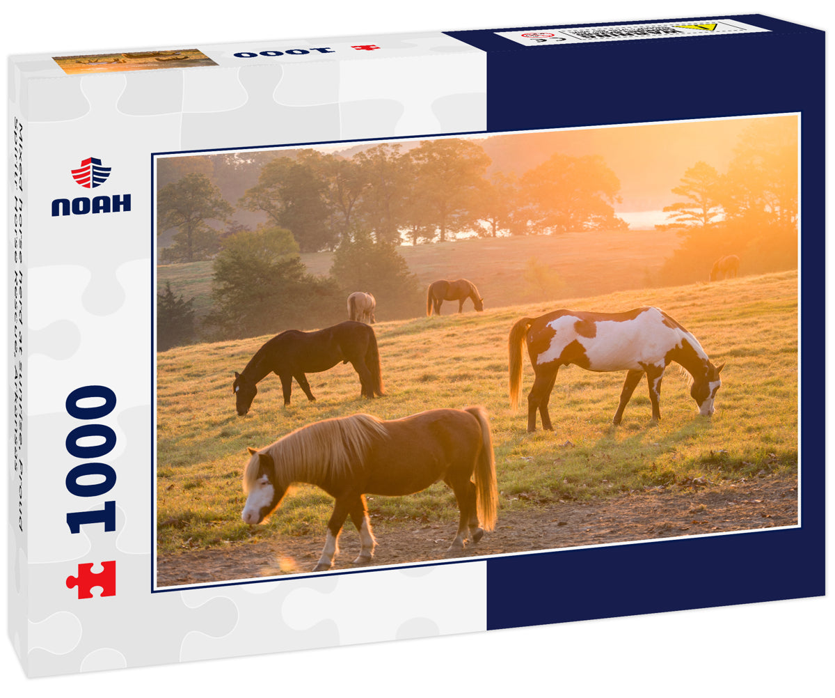 Mixed horse herd at sunrise, Proud Spiritr Horse Rescue, Arkansas