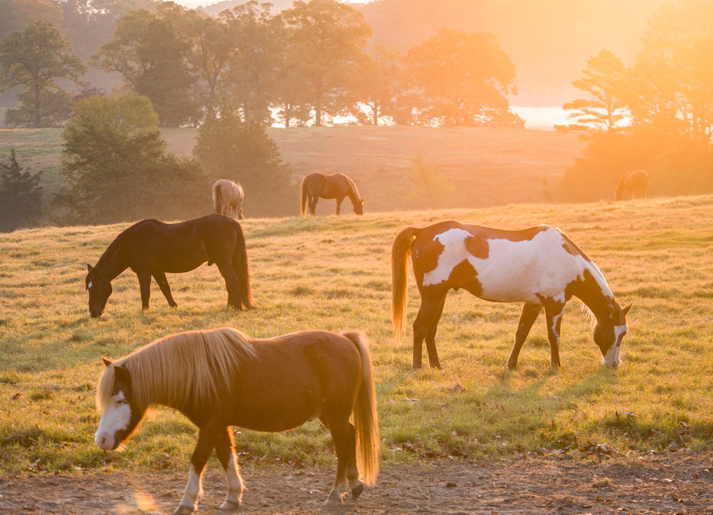 Mixed horse herd at sunrise, Proud Spiritr Horse Rescue, Arkansas