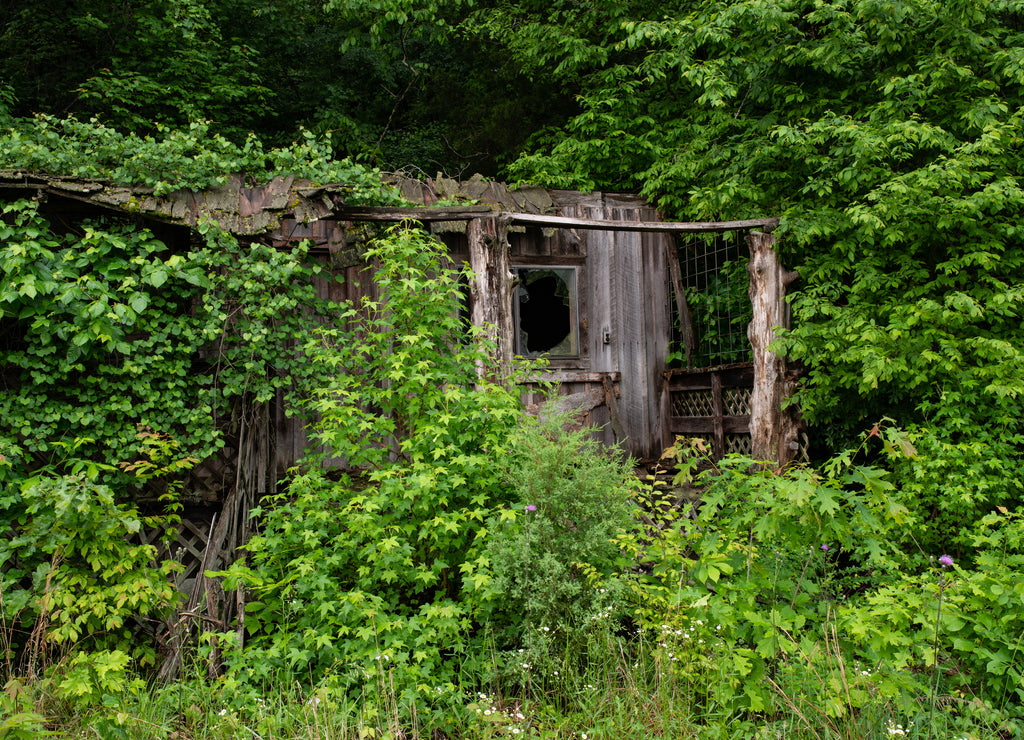 Overgrown building near Hot springs Arkansas