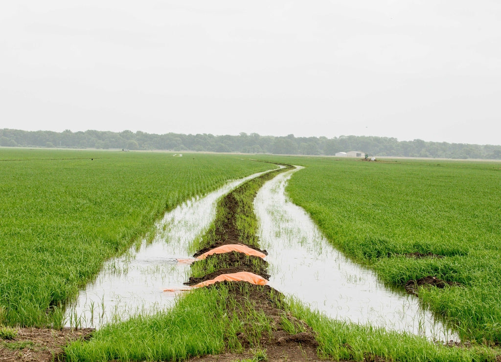 Rice field irrigation in Arkansas