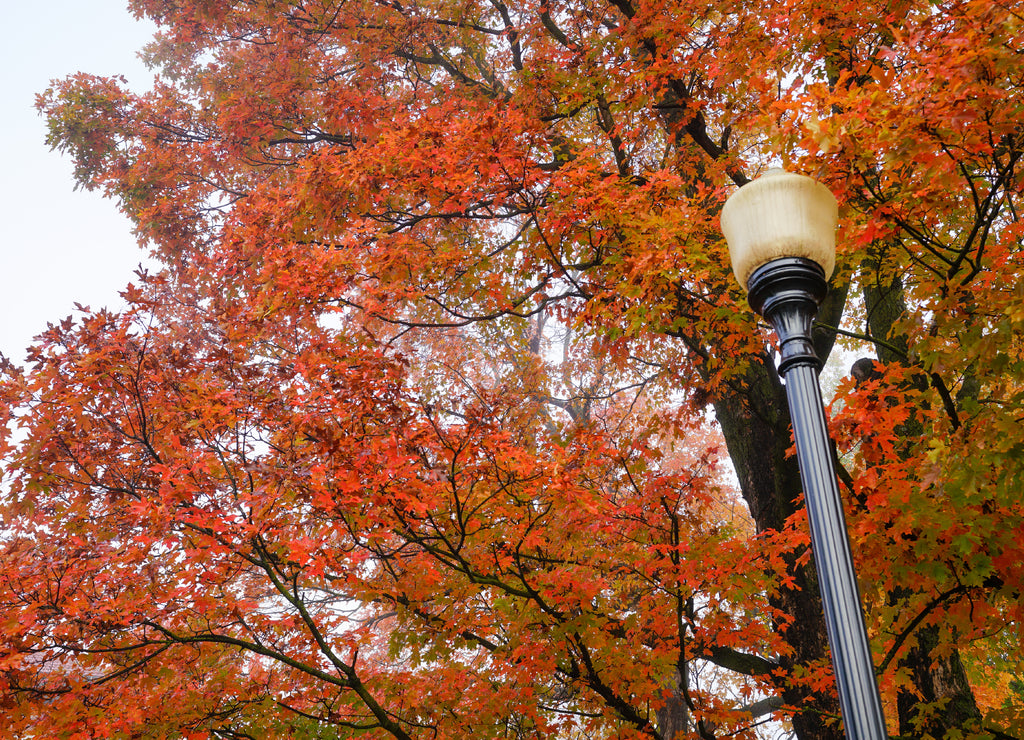 View of tree and light post at National Historic District in Harrison, Arkansas