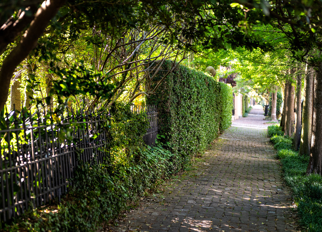 New Orleans, USA Old street historic Garden district in Louisiana famous town city with cobblestone sidewalk path tunnel in spring green color