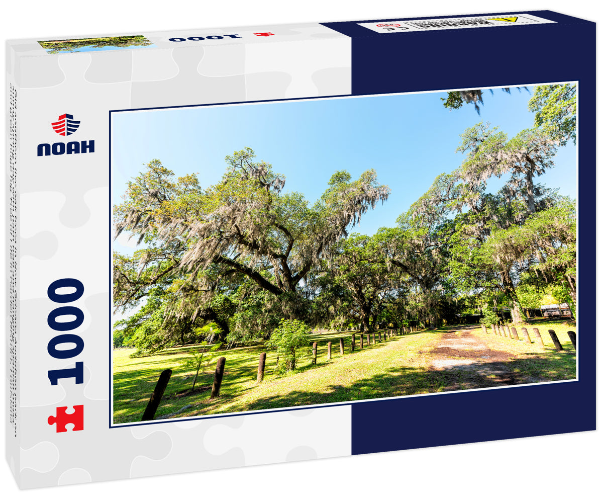 Old southern live oak trees in New Orleans Audubon park on sunny spring day with path trail and hanging spanish moss and green huge big Tree of Life in Garden District, Louisiana