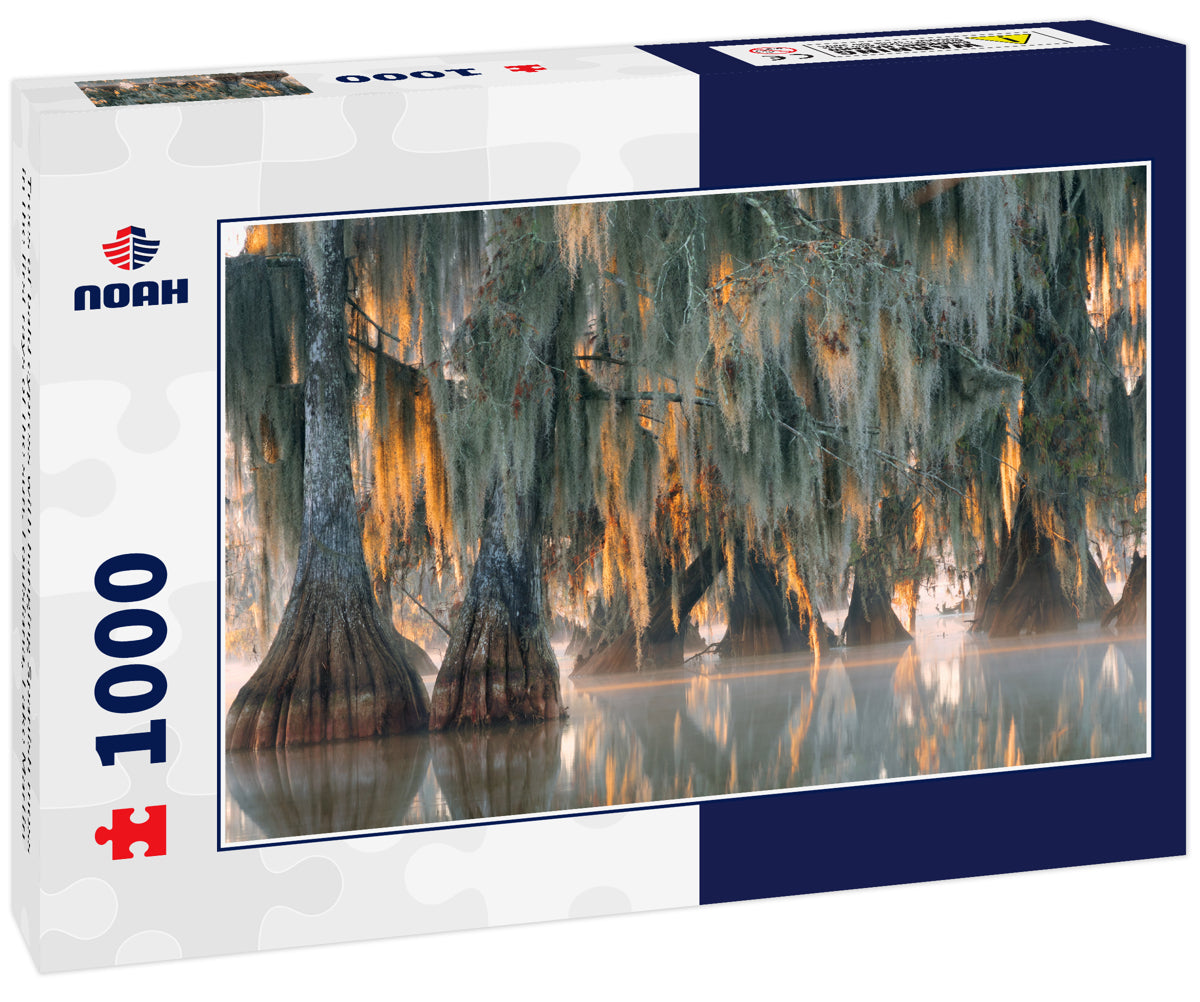 Trees of bald cypress with hanging Spanish moss in the first rays of the sun. Louisiana, Lake Martin