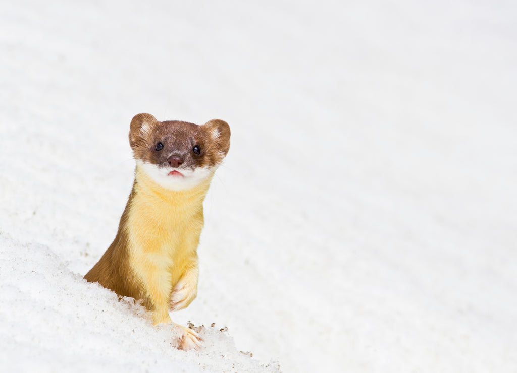 Wyoming, Sublette County, Summer coat Long-tailed Weasel in snowdrift