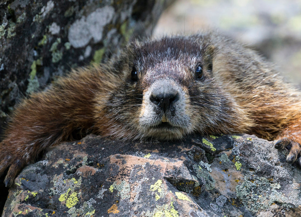 Wild marmot in Yellowstone National Park (Wyoming)